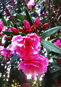 Roses &eacute;clatantes sous le soleil doux